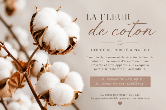 Fleur de coton : pourquoi ce parfum est-il aussi populaire ?