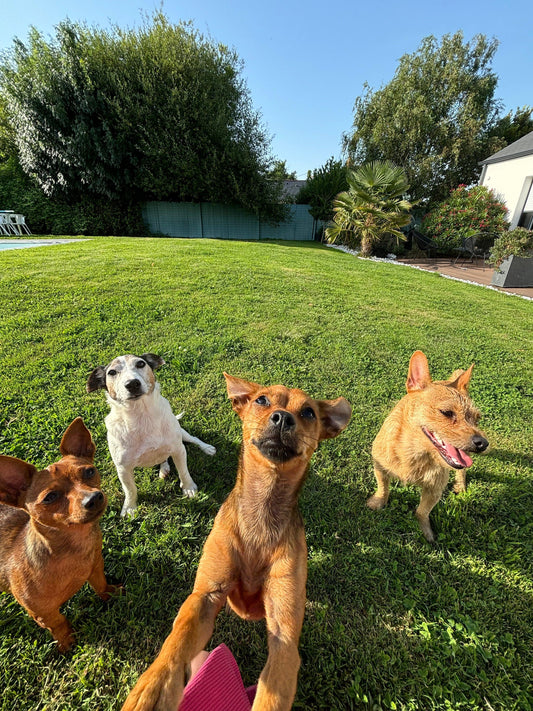 Quatre chiens joueurs sur une pelouse verte ensoleillée, ambiance joyeuse dans un jardin.